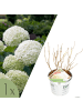 NatureNest Hydrangea arborescens Strong Annabelle Pflanze in Weiß