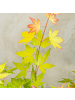NatureNest 1 Acer palmatum Orange Dream Ahornpflanze in Gelb Topf 19 cm Höhe 50 cm