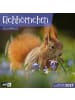 Ackermann Kunstverlag Kalender - Eichhörnchen Kalender 2027 - 30x30 - Art12