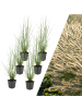 NatureNest 6 Lampengras pflanzen  Pennisetum alopecuroides 'Hameln'  