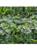 relaxdays Ranknetz in Grün - (B)750 x (H)200 cm