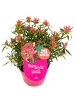 NatureNest 6er: Set Rhodo Azalea StarStyle Pink Pflanze in Rosa