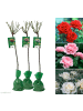 GARDENZO 3er-Set: XXL Großblütige Stielrosen in Weiß/ Rot/ Rosa