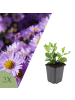 NatureNest Herbstaster Asran Set 3 Aster ageratoides winterhart