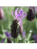 NatureNest 2 Lavandula stoechas Anouk Lavendelpflanzen im Ziertopf in Lila
