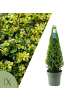 NatureNest Japanische Stechpalme Pyramide Ilex crenata Jenny