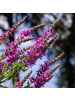 NatureNest 3er: Set Lythrum salicaria Pflanzen in Lila
