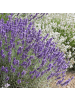 NatureNest 12 Lavendelpflanzen  Lavandula angustifolia 'Hidcote'  
