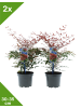 GARDENZO 2er-Set: Nandina Domestica Obsessed in Bunt