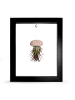 MeinVIPShop Kombination aus Seeigelgehäuse rosa und Tillandsia in Rahmen schwarz