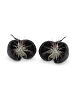 MeinVIPShop Exotische Pterygota alata Schale schwarz mit Tillandsia 2er Set