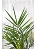 GARDENZO Phoenix canariensis Groß 
