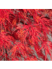 NatureNest Acer palmatum Emerald Lace Ahornpflanze in Grün Topf 19 cm Höhe 50 cm