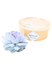NatureNest Echeveria Lilacina Sukkulente Ø5 cm im Topf
