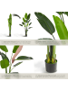 tectake Künstlicher Paradiesvogelbaum Tropic stabiler Kunststoff-Blumentopf, grün