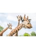 Kurz-in-Urlaub.de Zoo Leipzig inkl. 4-Sterne Hotel für die ganze Familie, Eintritt inklusive