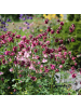 NatureNest 3er: Set Aquilegia vulgaris Pflanzen in Bunt