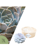 NatureNest Echeveria Lilacina Sukkulente Ø5 cm im Topf