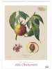 DuMont Kalenderverlag Kalender - DUMONT - Alte Obstsorten 2026 - Kunst-Posterkalender 50 x 70 cm mit