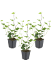 NatureNest 3 Hedera hibernica Pflanzen in Grün Topf 9 cm Höhe 15 cm