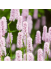 NatureNest 3er-Set: Persicaria amplexicaulis Alba Staude mehrjährig in Weiß