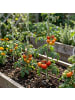 relaxdays 10 x Tomaten Spiralstab - 170 cm