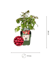 NatureNest Himbeeren Set 3 Rubus idaeus bio