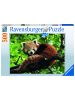 Ravensburger Ravensburger Puzzle 17381 Süßer roter Panda - 500 Teile Puzzle für Erwachsene...