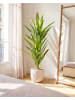Beliani Kunstpflanze DRACAENA TREE in Grün - (W) 85 x (H) 150 x (L) 85 cm