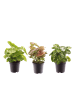 MeinVIPShop 3 x Syngonium gemischt Zimmerpflanze