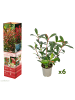 GARDENZO 6er-Set: Photinia fras. 'Red Robin' Glanz Mispel in Bunt