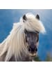 NOTIQUE Wandkalender 2027 Kalendarium in Horses – Christiane Slawik - 30 x 30 cm