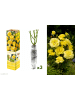 GARDENZO 3er-Set: Polyantha-Rosen in Gelb
