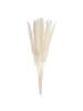 Butlers Trockenblumen FLOWER MARKET Pampasgras in Beige