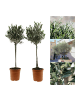 GARDENZO 2er-Set: Olivenbäume XL 90-100cm