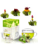 Creano 2x Teelini-Geschenkset - Grüner + Weißer Tee mit je 8 Teeblumen +  Teeglas 200ml