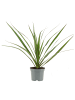 MeinVIPShop Drachenbaum Dracaena marginata 2er Set 30cm