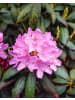 OH2 6er-Set: Rhododendron Roseum Elegans in Rosa