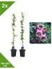 GARDENZO 2er-Set Passionsblume rosa 110-120cm 2L Topf