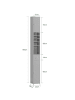 SoBuy Hochschrank in Hellgrau - (B)20 x (H)180 x (T)20cm