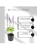 NatureNest 3 Salbei pflanzen  Salvia nemorosa 'Ostfriesland' 