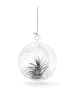 MeinVIPShop Glaskugel 1er Set mit echter Tillandsia