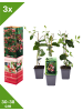 GARDENZO 3er-Set: Lonicera periclymenum in Bunt
