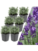 NatureNest 6 Lavendelpflanzen  Lavandula angustifolia 'Hidcote'  