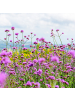 NatureNest 6er: Set Verbena bonariensis Pflanzen in Lila