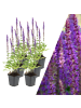 NatureNest 6 Salbei pflanzen  Salvia nemorosa 'Ostfriesland'  