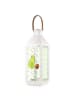Mr. & Mrs. Panda Lichterketten Laterne Avocado Kern rollt ohne S... in Transparent