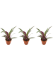 MeinVIPShop Tradescantia spathacea Sitara 3er Set Zimmerpflanze