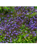NatureNest 3er-Set: Campanula poscharskyana Bodendecker in Blau