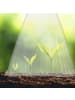 relaxdays 10 x Pflanzenhut in Transparent - (B)19 x (H)22 x (T)19 cm